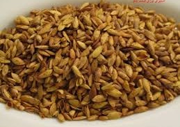 مغز تخمه کانادایی